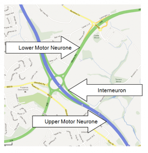 Interneurons are the 'slip roads' between upper and lower motor neurons