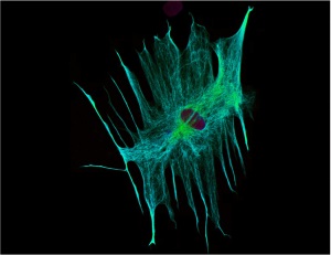 Human iPS-derived astrocyte - a type of glial cell