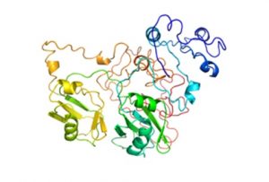 Structure of TDP-43 protein (Courtesy of Dr Gareth Wright, University of Liverpool)
