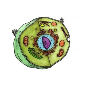 basic cell illustration - E Coulthard