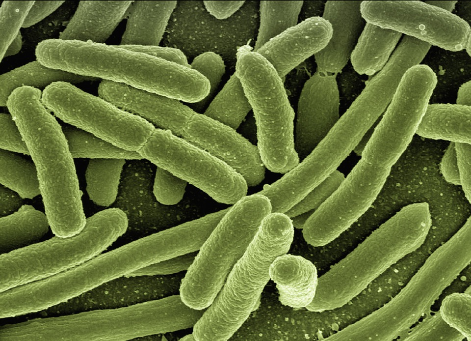 Microbiome: is the answer in our guts?