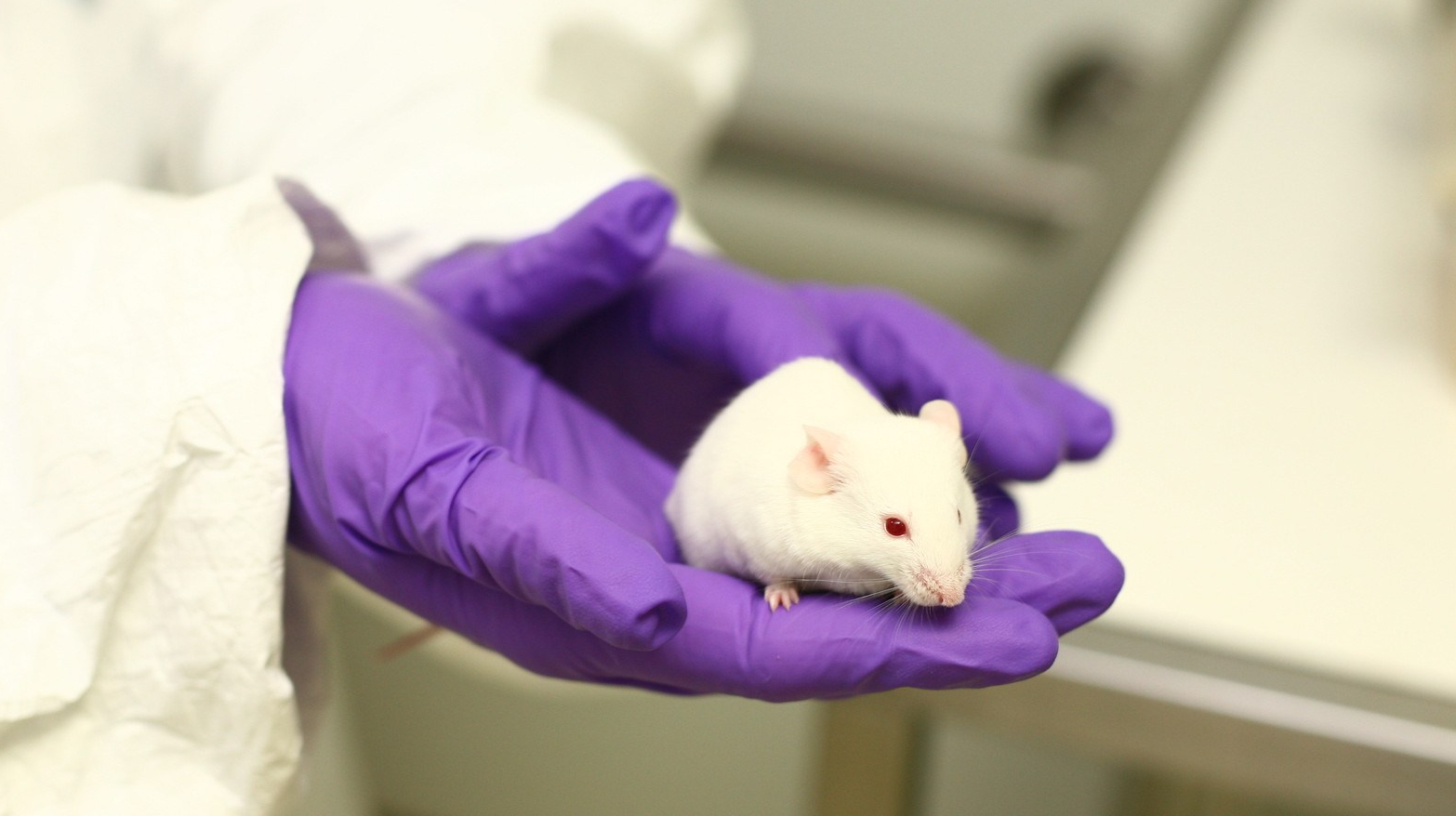How animals are helping to improve our understanding of MND