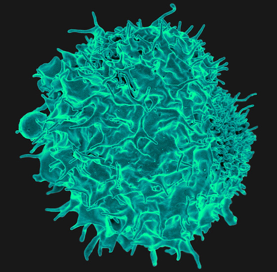 T lymphocyte cell