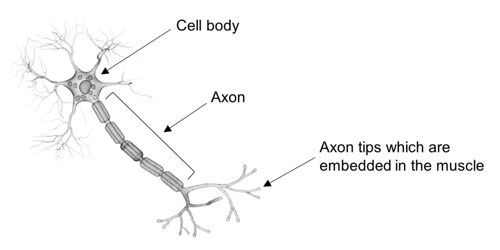 A picture of a motor neurone, including the cell body, axon and axon tips which are embedded in the muscle