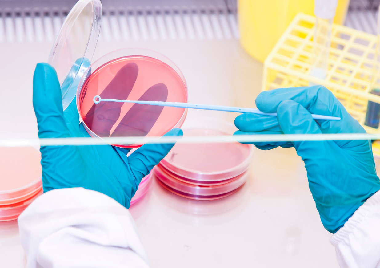 A researchers hands working on cell culture