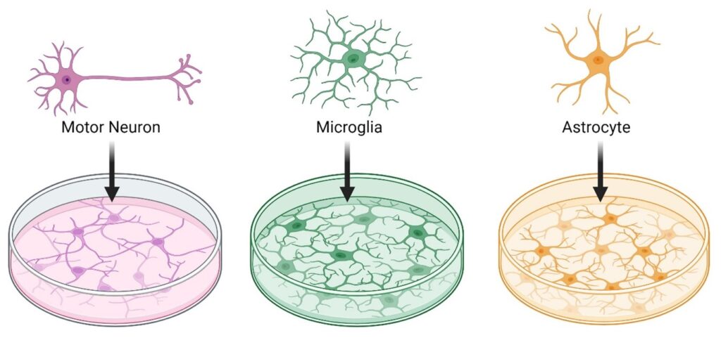 An image showing motor neurons, microglia and astrocytes being grown in dishes