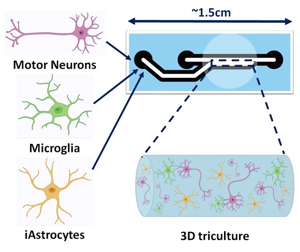 A diagram showing a tube that microglia, motor neurons and astrocytes are grown in to make a 3D cell model