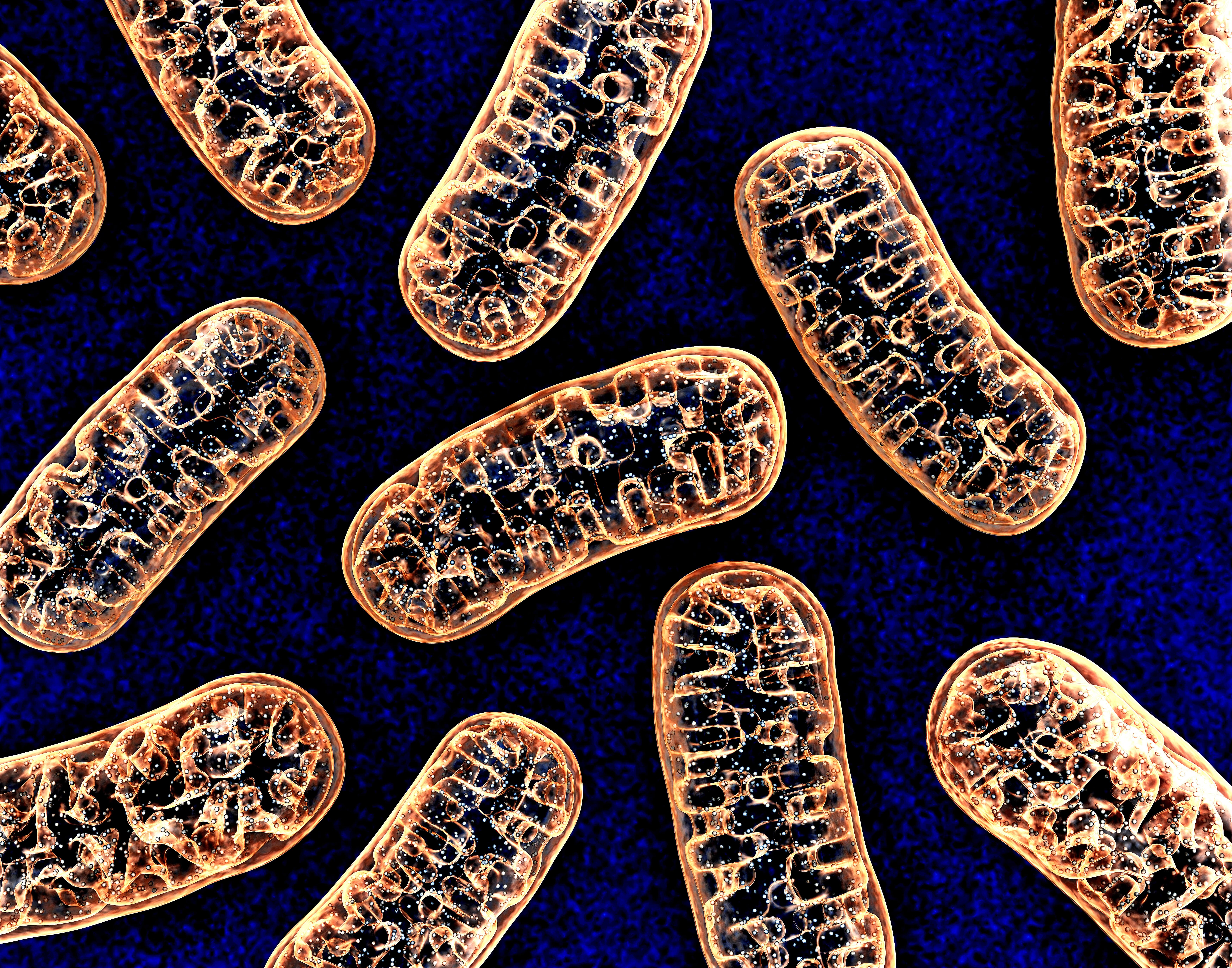 Mitochondria